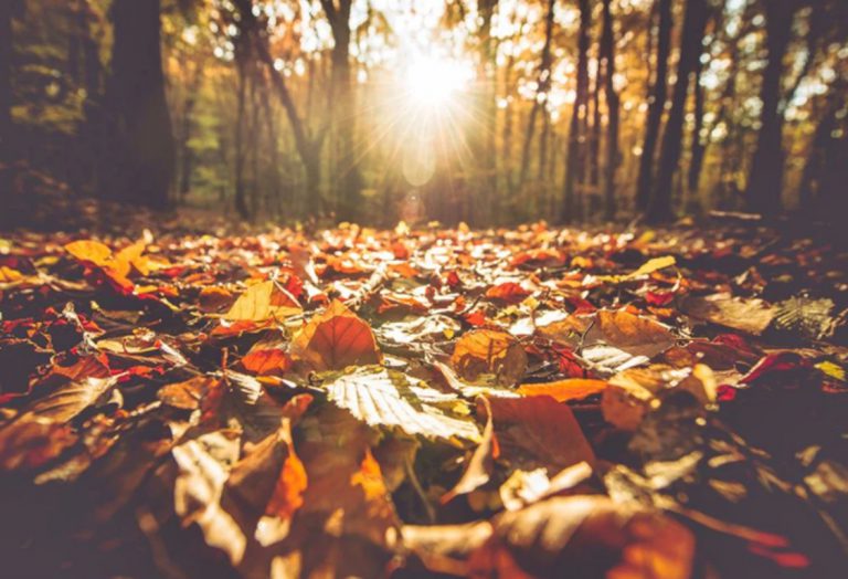 Cambio de estación: el otoño comienza este viernes a las 11:46 en todo el país