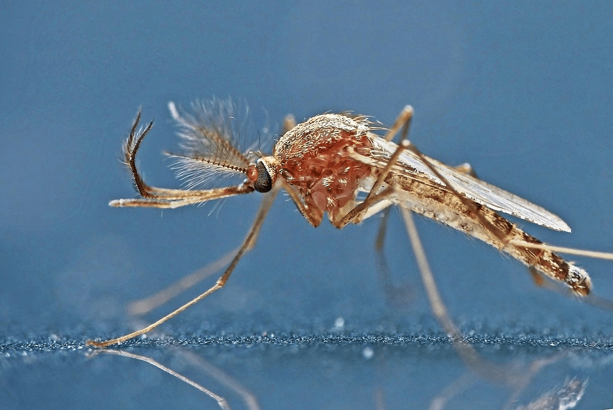 El Dengue Persiste El Mosquito Aedes Aegypti Sobrevive Al Invierno