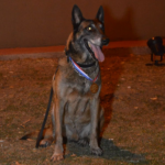 El adiós a Baloo, el perro rescatista que durante diez años fue héroe de los santafesinos