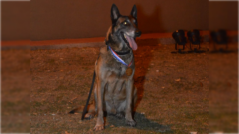 El adiós a Baloo, el perro rescatista que durante diez años fue héroe de los santafesinos