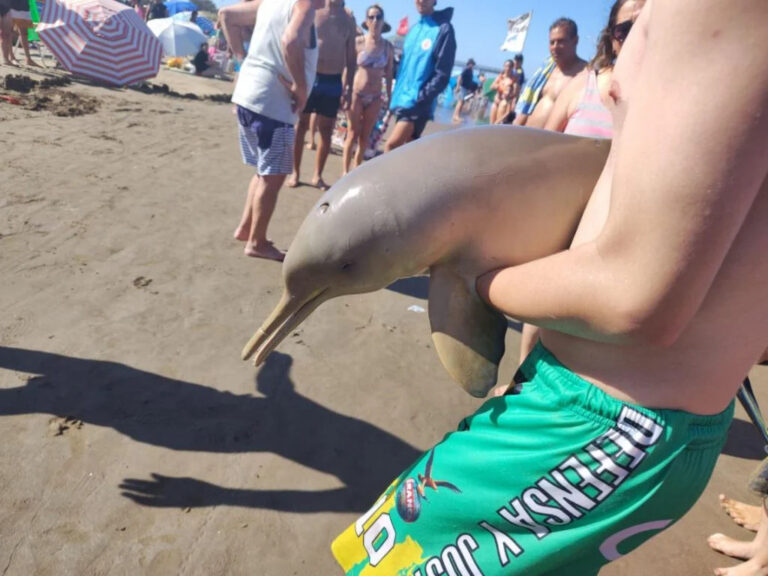 Muere un delfín en Mar del Tuyú tras ser sacado del agua por turistas