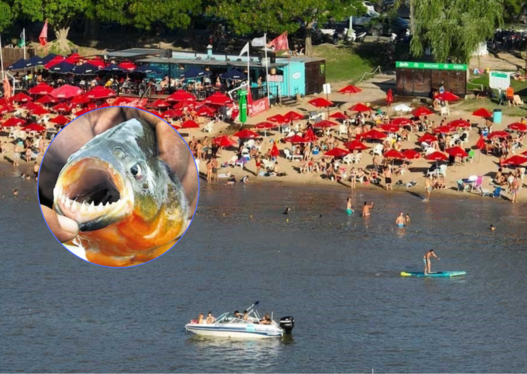 Más de 30 personas fueron mordidas por palometas este domingo en la Costanera Este de Santa Fe