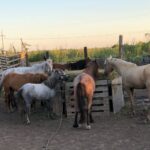 Le robaron a una sanlorencina cuatro de sus caballos en la zona de Alvear