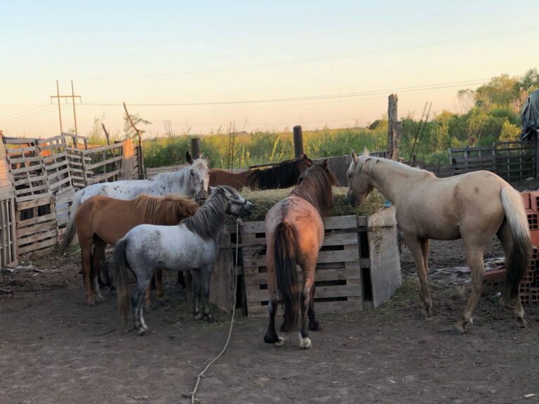 Le robaron a una sanlorencina cuatro de sus caballos en la zona de Alvear