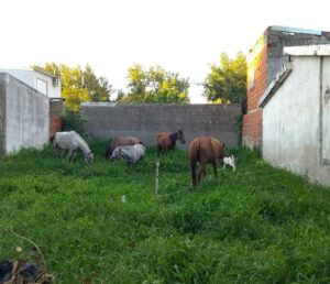 Recuperó sus caballos robados y organiza una rifa para devolver los gastos del rescate