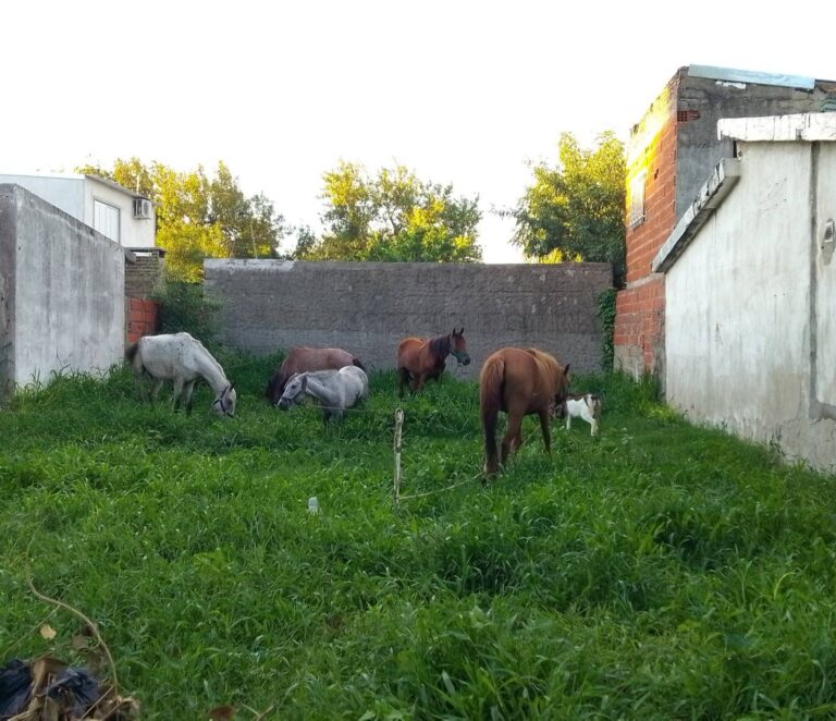 Recuperó sus caballos robados y organiza una rifa para devolver los gastos del rescate