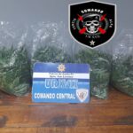 Detuvieron a delivery de drogas con 10 plantas de marihuana