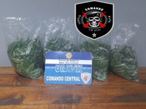 Detuvieron a delivery de drogas con 10 plantas de marihuana