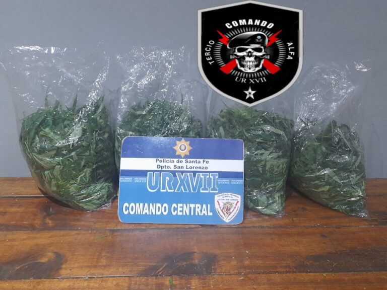 Detuvieron a delivery de drogas con 10 plantas de marihuana