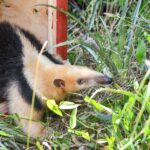 Biodiversidad: en un año se rescataron 1.402 animales silvestres y se logró la liberación de 570