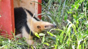 Biodiversidad: en un año se rescataron 1.402 animales silvestres y se logró la liberación de 570