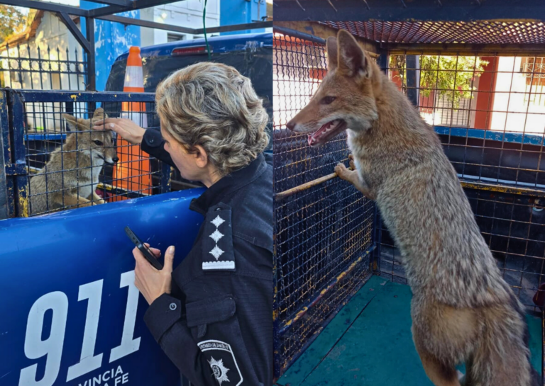 Una visita silvestre en San Lorenzo: rescatan a una zorra gris que apareció en una vivienda