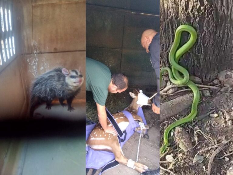Intensa Jornada de Rescate de fauna Silvestre en la región