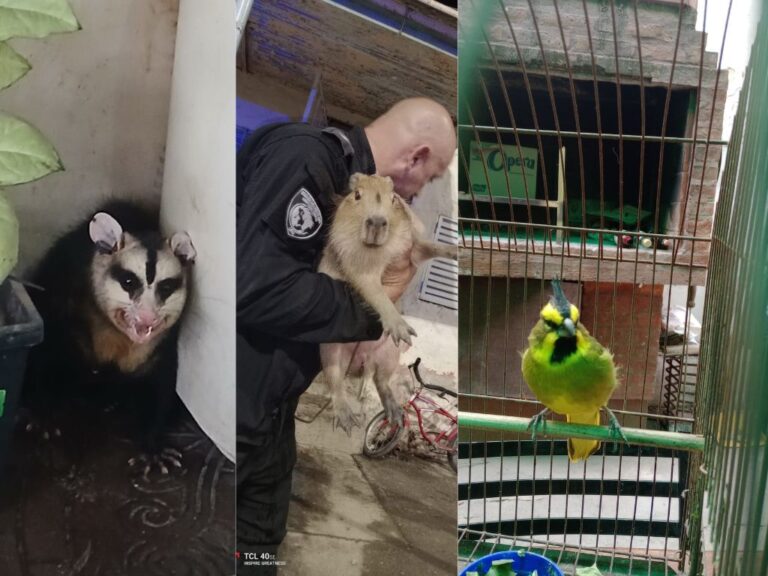 Tres nuevas intervenciones de la Brigada Ecológica y Rescate Animal en la región