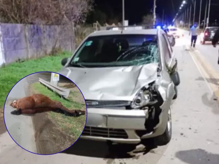 Accidente en Fray Luis Beltrán: un auto impacta y mata a un caballo en la colectora 