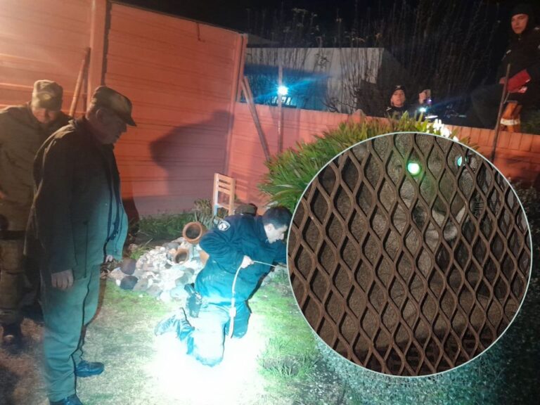 La Brigada Ecológica rescata a un puma en una vivienda de Las Rosas y lo traslada a un refugio en Santa Fe
