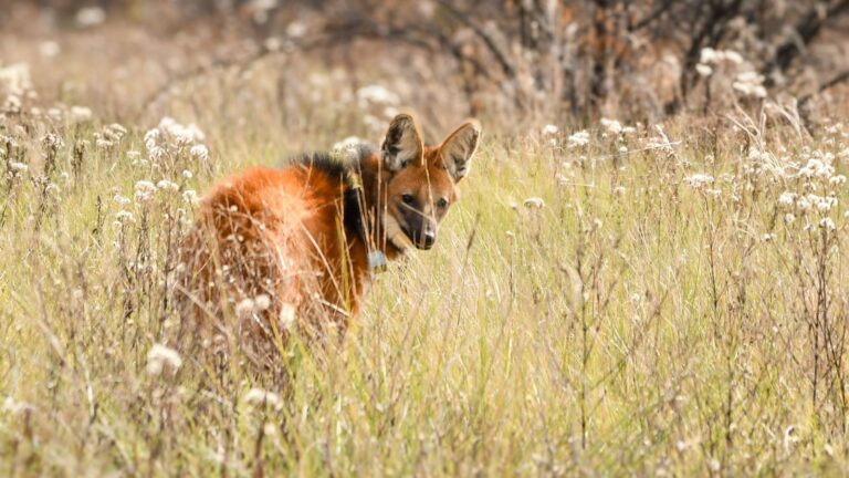 Biodiversidad: tras ser asistido en La Esmeralda, Provincia liberó un aguará guazú en su hábitat natural