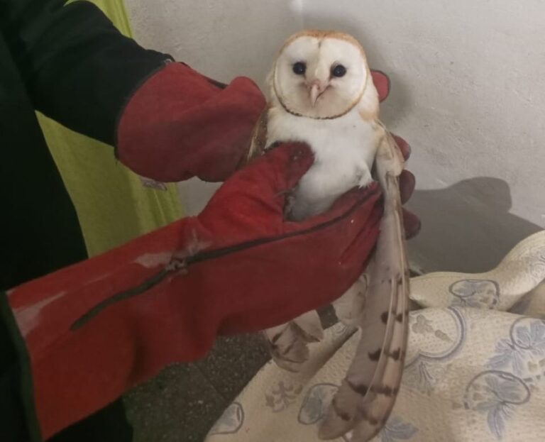 Rescataron a una lechuza de  campanario de una vivienda de Puerto San Martín