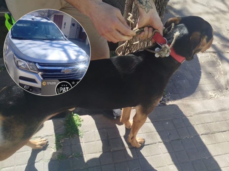  Detienen a una mujer en Capitán Bermúdez por dejar a su perro encerrado en un auto
