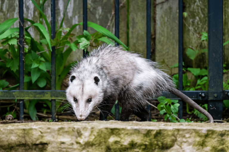 Brindarán una charla sobre cómo proceder ante la aparición de fauna silvestre