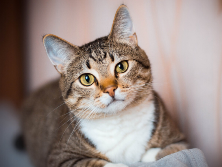 Día del Gato: origen, curiosidades y su celebración