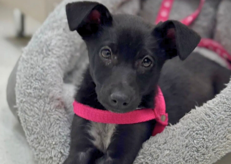 Chula, la nueva perrita que acompaña a los chicos en el Sanatorio de Niños de Rosario