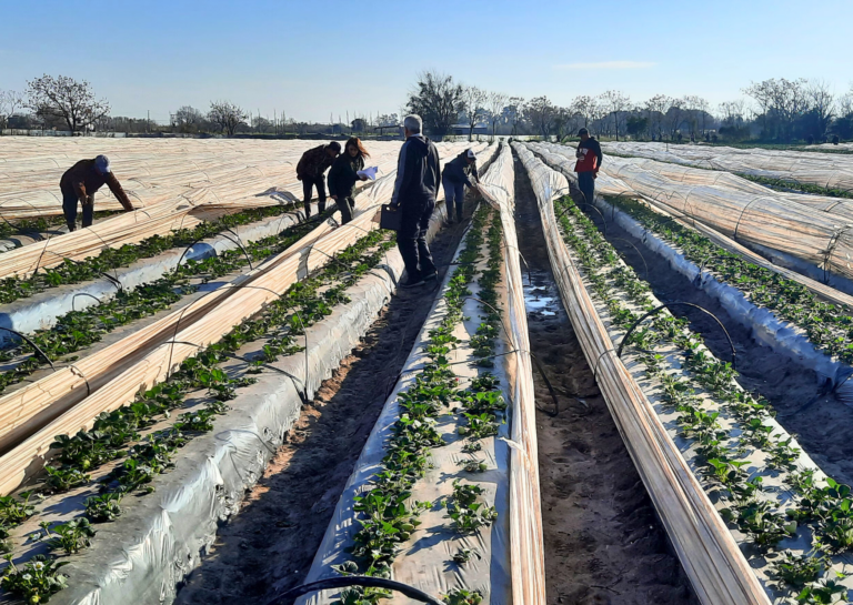 Detectaron precarias condiciones laborales en trabajadores de la frutilla en Coronda