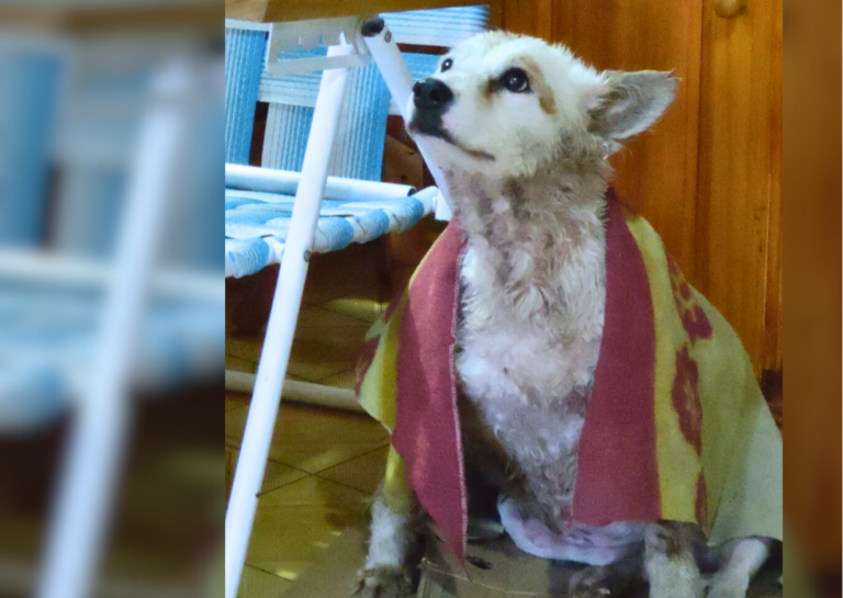 Blanca necesita ayuda: piden colaboración para salvar a una perrita atropellada y abandonada