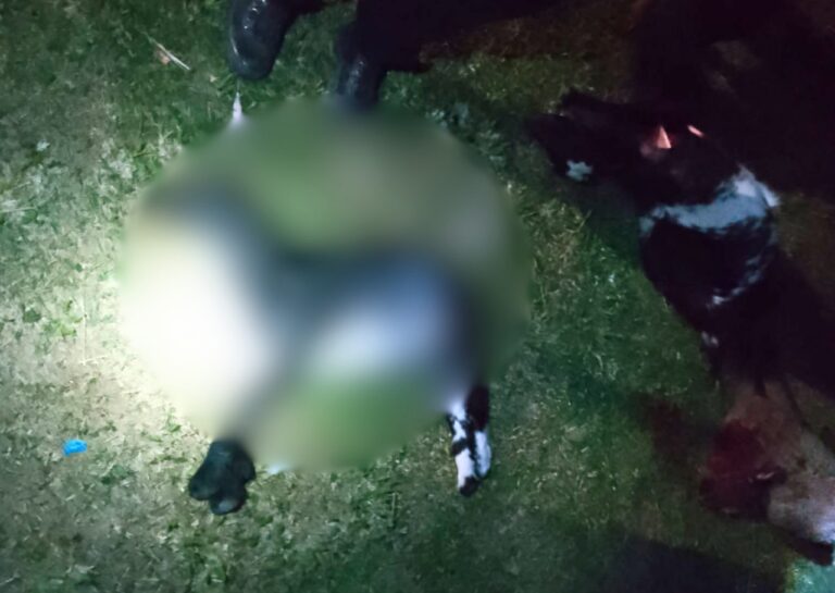 Alerta por posible puma suelto tras ataque mortal a ganado en Roldán