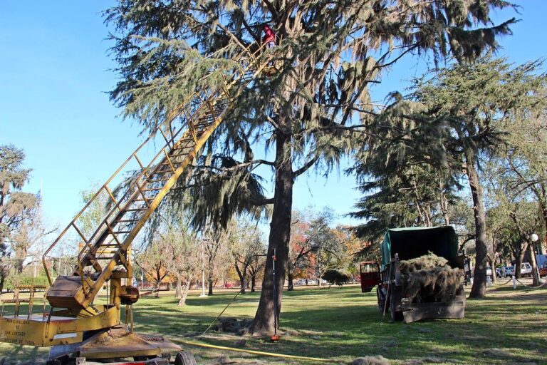 Trabajarán en la erradicación de las “barbas de Cristo” en el Campo de la Gloria