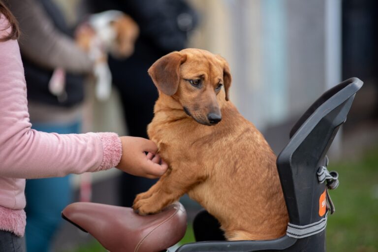 Timbúes realizó una nueva jornada de castración masiva: 95 mascotas fueron intervenidas