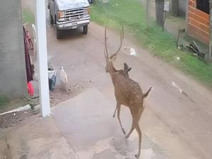 Ciervo axis atrapado por vecinos en Chajarí, Entre Ríos, en un caso de caza ilegal urbana.