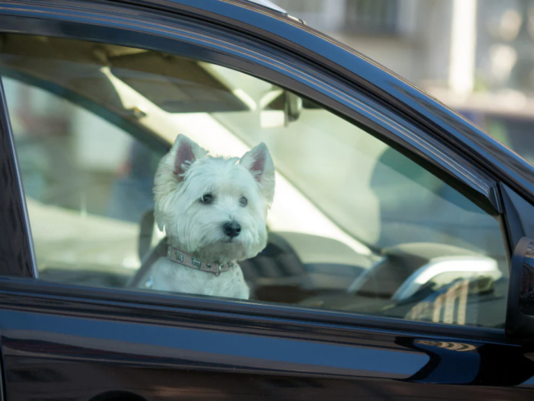 Perros en el auto: precauciones esenciales y riesgos