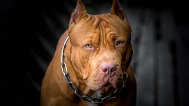 Perros peligrosos: con media sanción en Diputados, Santa Fe quiere regular la tenencia