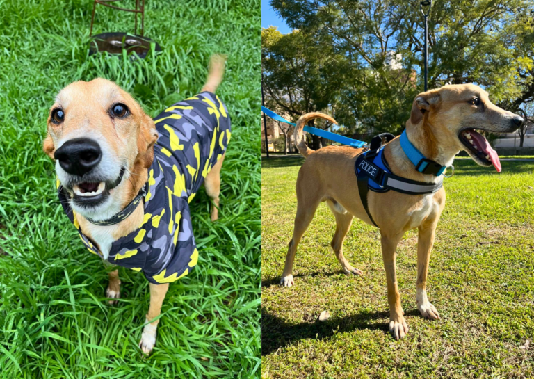 Roque busca una familia: la historia del perrito sanlorencino que volvió a sonreír y ahora necesita un hogar