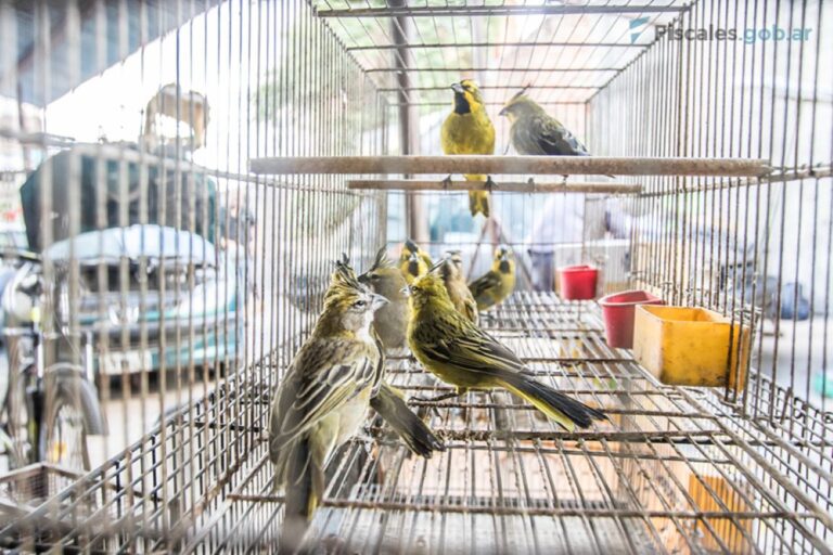 San Nicolás: procesaron a dos hombres, uno de ellos de Baigorria, por traficar y comercializar especies de aves protegidas