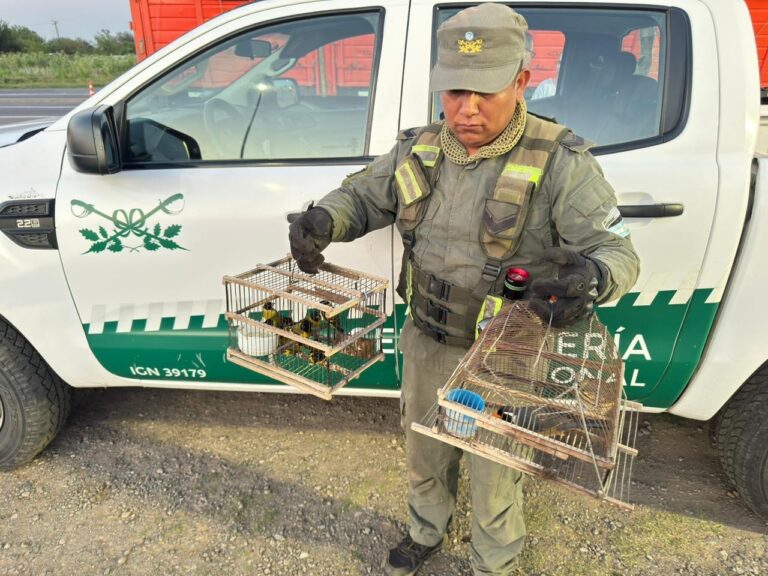 Gendarmería secuestró aves y más de cien tortugas durante un procedimiento en Totoras