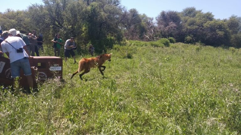 Biodiversidad: en 2025, Provincia ya liberó 460 animales silvestres en sus hábitats naturales