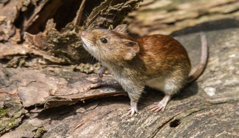 La Municipalidad de San Lorenzo realizará una jornada de vacunación contra la Fiebre Hemorrágica Argentina