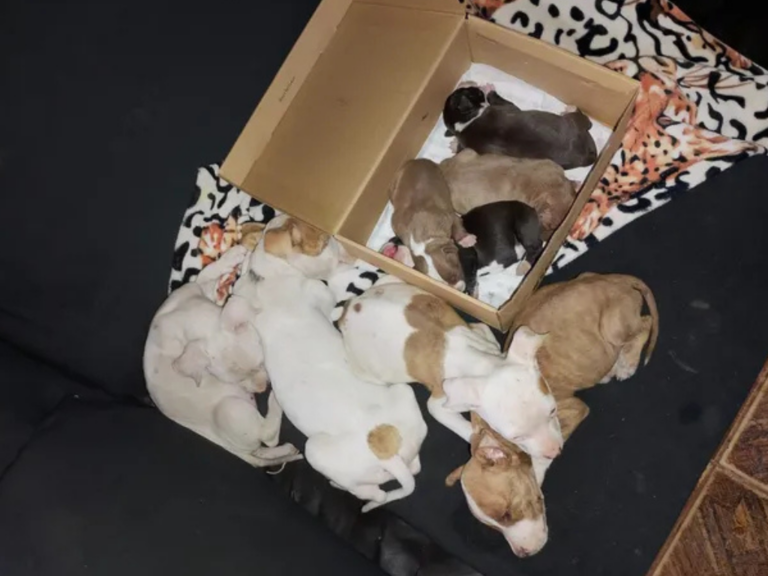 Rescatan 13 perros en mal estado y detienen a mujer en Rosario