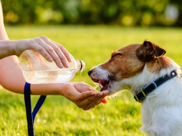 Altas temperaturas: cómo evitar el golpe de calor en las mascotas