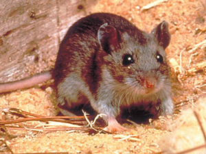 Rata silvestre, reservorio del hantavirus que puede transmitir la enfermedad a humanos.