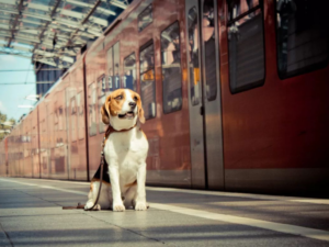Perro en el andén listo para viajar con su dueño en tren o micro de larga distancia