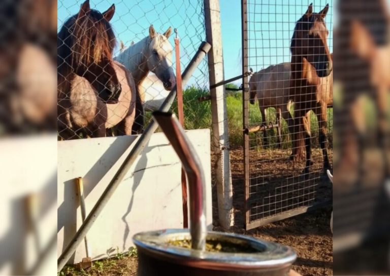 La solidaridad hizo posible el agua:  protectora de San Lorenzo garantizó el suministro para más de 60 animales rescatados