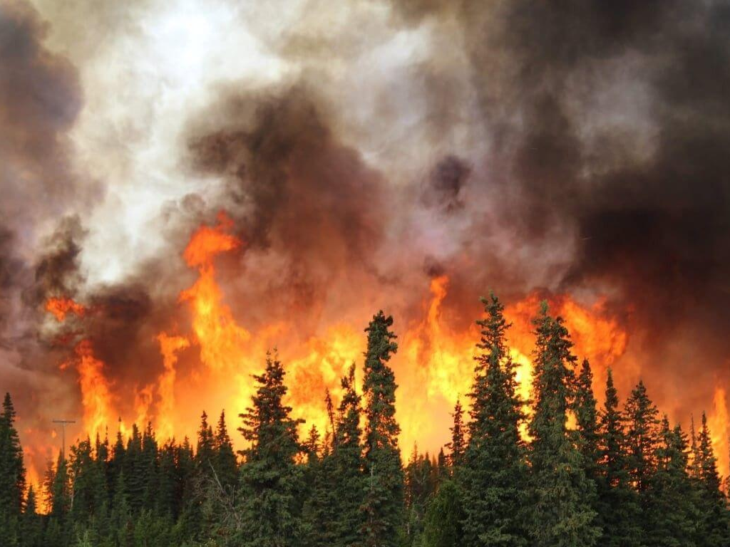 Hectáreas de bosque nativo arrasadas por el fuego en Chubut.
