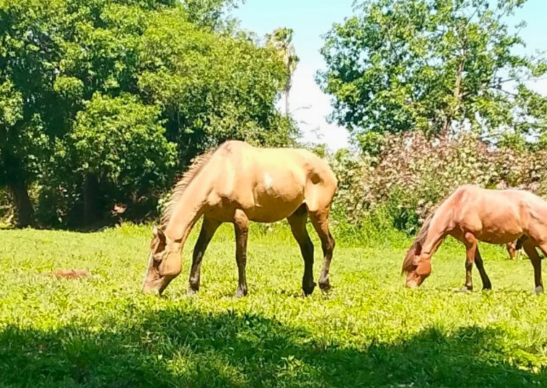 Campaña solidaria en San Lorenzo: buscan fondos para garantizar agua potable a más de 60 animales rescatados