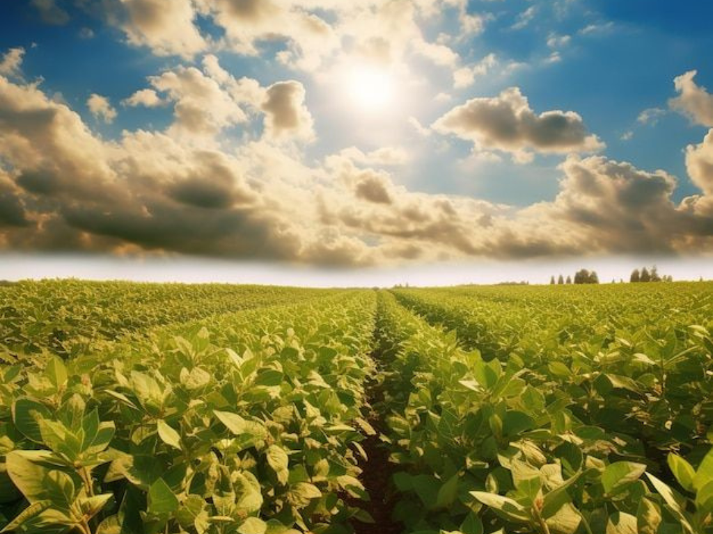 Lotes de soja de primera en la región núcleo afectados por el estrés hídrico y las altas temperaturas.