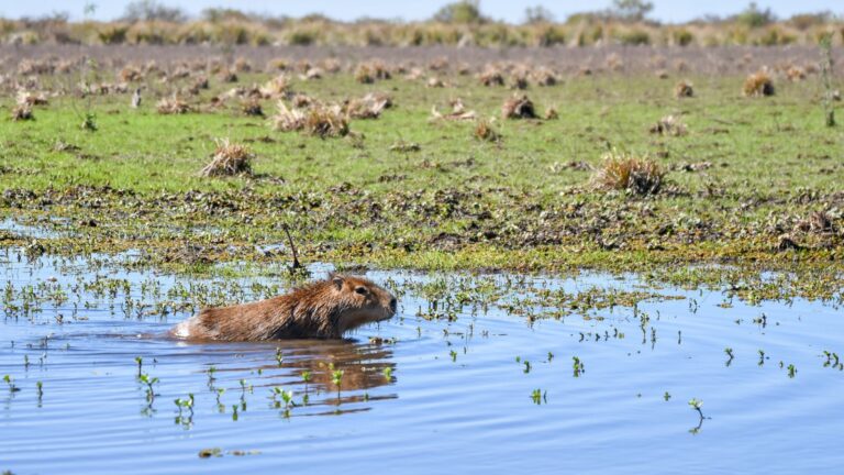 Biodiversidad: Provincia concretó más de 500 liberaciones de fauna silvestre en 2025