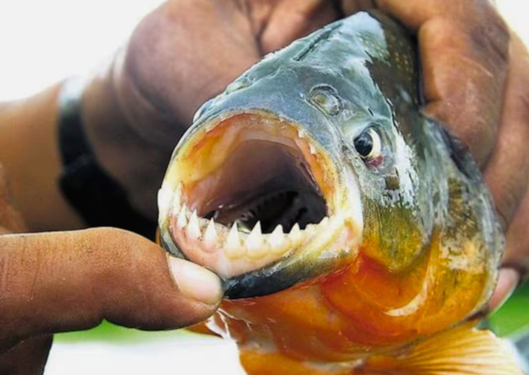 Ataque de palometas en el río Paraná: una nadadora fue mordida mientras entrenaba