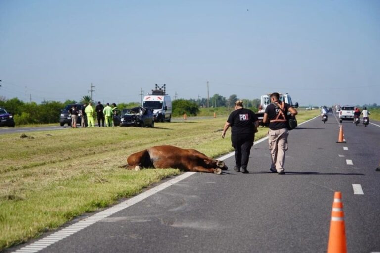 Hombre fallece tras chocar contra un caballo en la autopista Rosario-Santa Fe